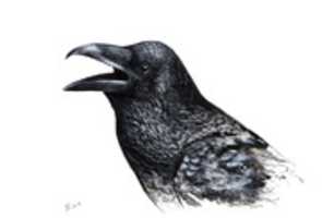 Free download Crow illustration free photo or picture to be edited with GIMP online image editor