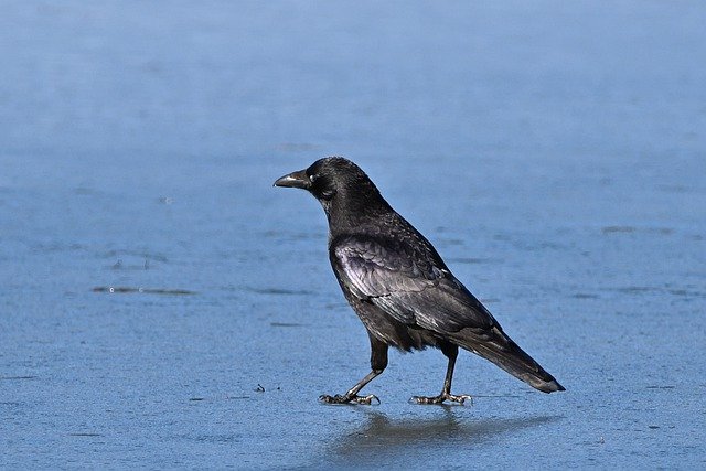 Free download crow lake carrion crow nature free picture to be edited with GIMP free online image editor