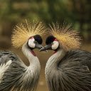 Crowned Cranes in Harmony  screen for extension Chrome web store in OffiDocs Chromium