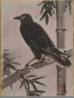 Free download Crow on a Bamboo Branch free photo or picture to be edited with GIMP online image editor
