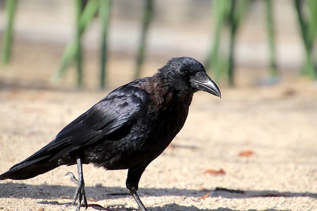 Descarga gratuita de imagen gratuita de pájaro cuervo corvid corvidae para editar con el editor de imágenes en línea gratuito GIMP