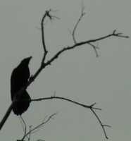 Free download Crows_2006-12-25 free photo or picture to be edited with GIMP online image editor