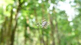 Free download Crusader Garden He Did Spider -  free video to be edited with OpenShot online video editor