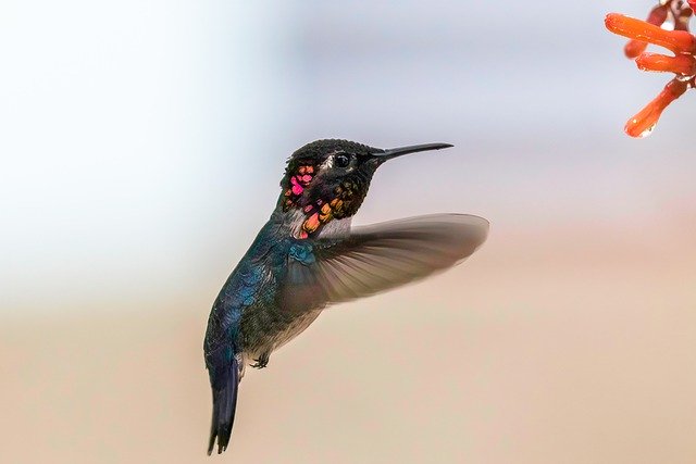 ดาวน์โหลดฟรี cuba cienaga de zapata ฟรีรูปภาพที่จะแก้ไขด้วย GIMP โปรแกรมแก้ไขรูปภาพออนไลน์ฟรี