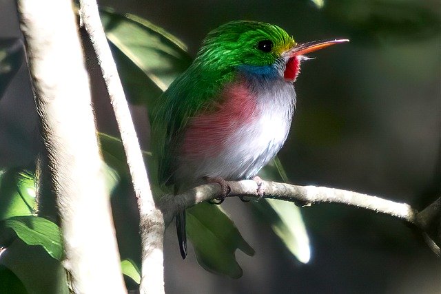 ດາວໂຫລດຟຣີ cuba matanzas cienaga de zapata ຮູບພາບຟຣີທີ່ຈະແກ້ໄຂດ້ວຍ GIMP ບັນນາທິການຮູບພາບອອນໄລນ໌ຟຣີ