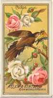 Free download Cuckoo, from the Birds of America series (N4) for Allen & Ginter Cigarettes Brands free photo or picture to be edited with GIMP online image editor
