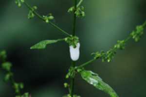 הורדה חינם Cuckoo Spit תמונה או תמונה בחינם לעריכה עם עורך התמונות המקוון GIMP