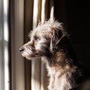 Curing Dog Separation Anxiety Quickly screen for extension Интернет-магазин Chrome в OffiDocs Chromium
