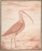 Free download Curlews and Ducks free photo or picture to be edited with GIMP online image editor
