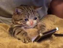Free download Cursed Cat Images free photo or picture to be edited with GIMP online image editor