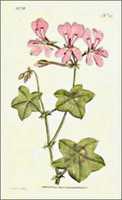 Free download Curtis Botanical Illustrations free photo or picture to be edited with GIMP online image editor