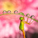 curved leaf and dragonfly  screen for extension Chrome web store in OffiDocs Chromium