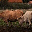 Curvy horned cows  screen for extension Chrome web store in OffiDocs Chromium
