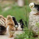 Cute, adorable chicks  screen for extension Chrome web store in OffiDocs Chromium