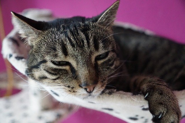 Gratis download schattige dieren kat huisdier gratis foto om te bewerken met GIMP gratis online afbeeldingseditor