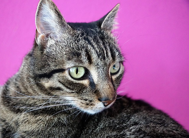Unduh gratis gambar hewan kucing mamalia lucu gratis untuk diedit dengan editor gambar online gratis GIMP