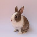 Cute Baby Bunny  screen for extension Chrome web store in OffiDocs Chromium