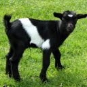 Cute baby goat  screen for extension Chrome web store in OffiDocs Chromium