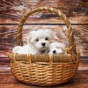 Cute basket  screen for extension Chrome web store in OffiDocs Chromium