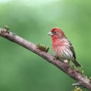 Cute Bird  screen for extension Chrome web store in OffiDocs Chromium