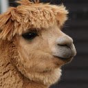 Cute Camel  screen for extension Chrome web store in OffiDocs Chromium