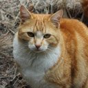 Cute Cat  screen for extension Chrome web store in OffiDocs Chromium