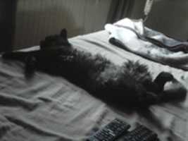 Free download cute cat photos free photo or picture to be edited with GIMP online image editor