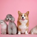 Cute cat scowling at dog  screen for extension Chrome web store in OffiDocs Chromium