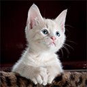 Cute Cats  Kittens Wallpapers  screen for extension Chrome web store in OffiDocs Chromium
