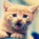 Niedlicher Katzen-lächelnder Haustier-Tier-Bildschirm für die Erweiterung des Chrome-Webshops in OffiDocs Chromium