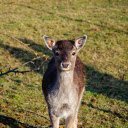 Cute Deer  screen for extension Chrome web store in OffiDocs Chromium