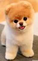 Free download cute dogs free photo or picture to be edited with GIMP online image editor