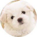 Cute Dogs  Puppies Wallpaper New Tab  screen for extension Chrome web store in OffiDocs Chromium