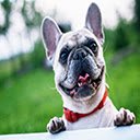 Екран шпалери Cute Dogs Puppies для розширення Веб-магазин Chrome у OffiDocs Chromium