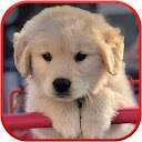 Cute Dog Wallpaper HD Custom New Tab  screen for extension Chrome web store in OffiDocs Chromium