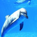 Cute Dolphin Theme  screen for extension Chrome web store in OffiDocs Chromium