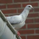Cute Dove  screen for extension Chrome web store in OffiDocs Chromium