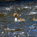 Cute Ducks  screen for extension Chrome web store in OffiDocs Chromium