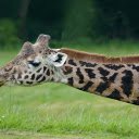 Cute Giraffe  screen for extension Chrome web store in OffiDocs Chromium
