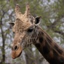 Cute Giraffe  screen for extension Chrome web store in OffiDocs Chromium