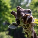 Cute giraffe is eating young leaves  screen for extension Chrome web store in OffiDocs Chromium