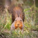 Cute Golden Squirrel  screen for extension Chrome web store in OffiDocs Chromium