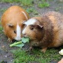 Cute Guinea Pigs Picnic  screen for extension Chrome web store in OffiDocs Chromium