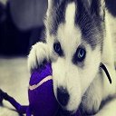 Cute husky puppy  screen for extension Chrome web store in OffiDocs Chromium
