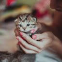Cute kitten  screen for extension Chrome web store in OffiDocs Chromium
