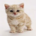 Tela Cute Kitten 2 para extensão da loja virtual do Chrome no OffiDocs Chromium