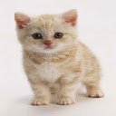 Cute Kitten 2-Bildschirm für die Erweiterung des Chrome-Webshops in OffiDocs Chromium