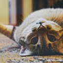 Cute kittens  screen for extension Chrome web store in OffiDocs Chromium