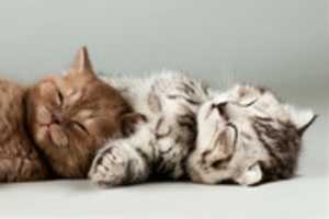 Free download cute-kittens-4288x2848-cats-hd-4k-3908 free photo or picture to be edited with GIMP online image editor