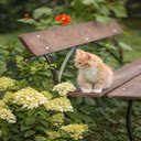 Cute kitten wallpapers  screen for extension Chrome web store in OffiDocs Chromium